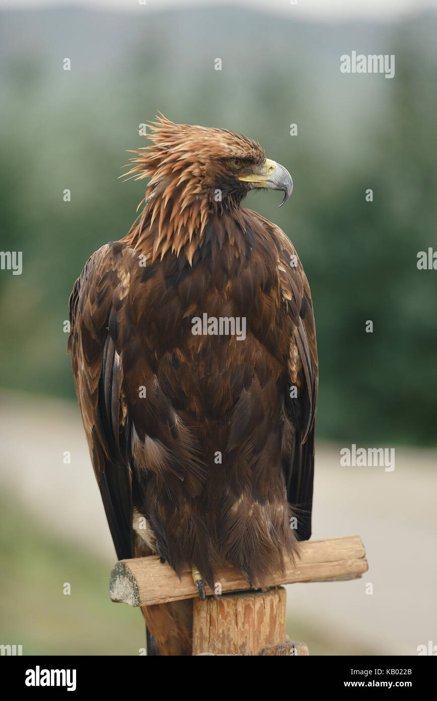 portrait of a brown eagle, close up Stock Photo Alamy