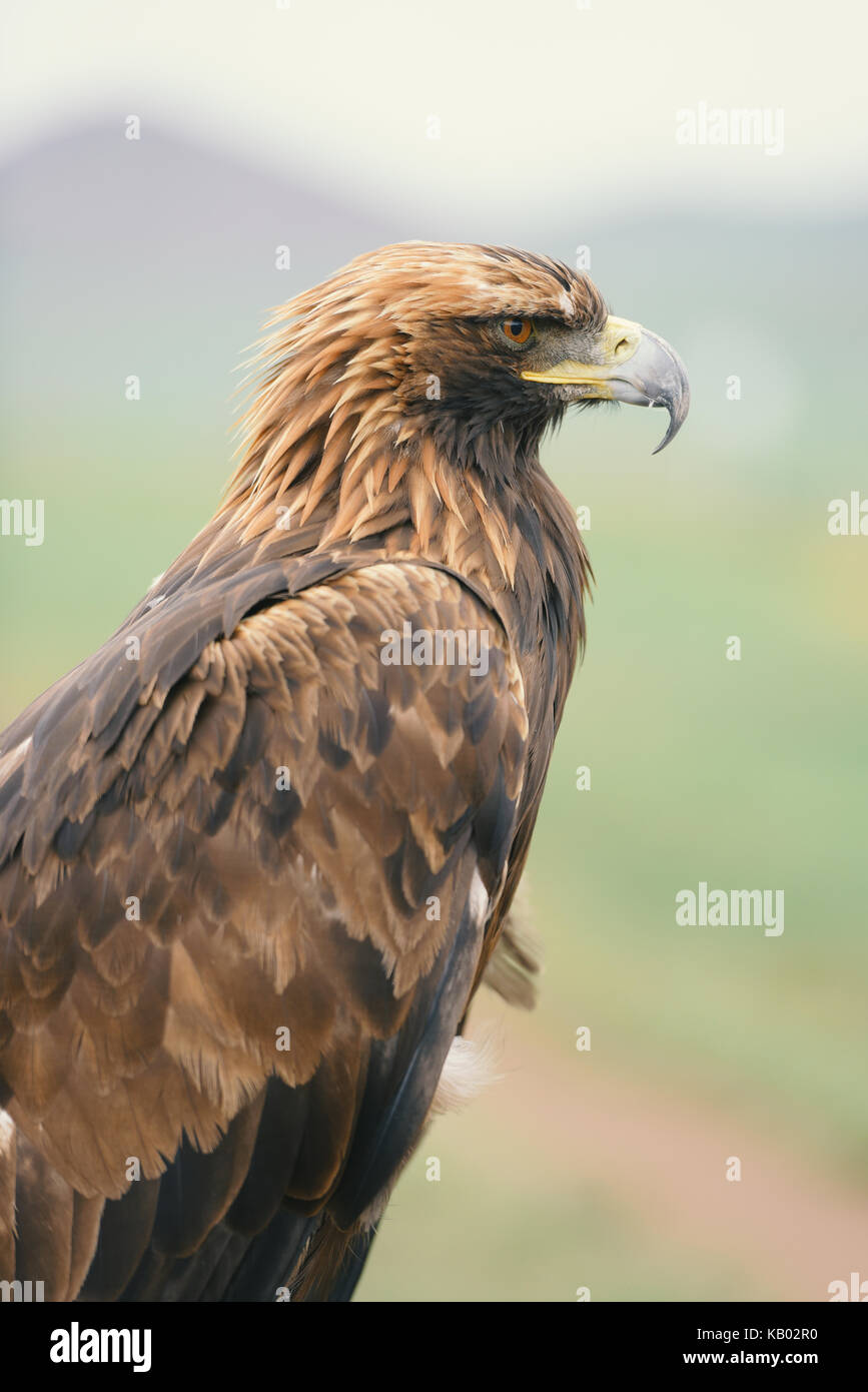 portrait of a brown eagle, close up Stock Photo Alamy