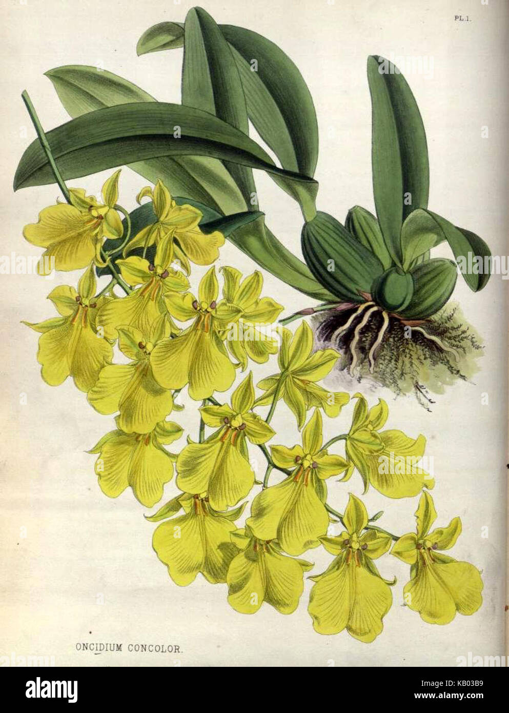 The Orchid Album Plate 001 Oncidium concolor Stock Photo