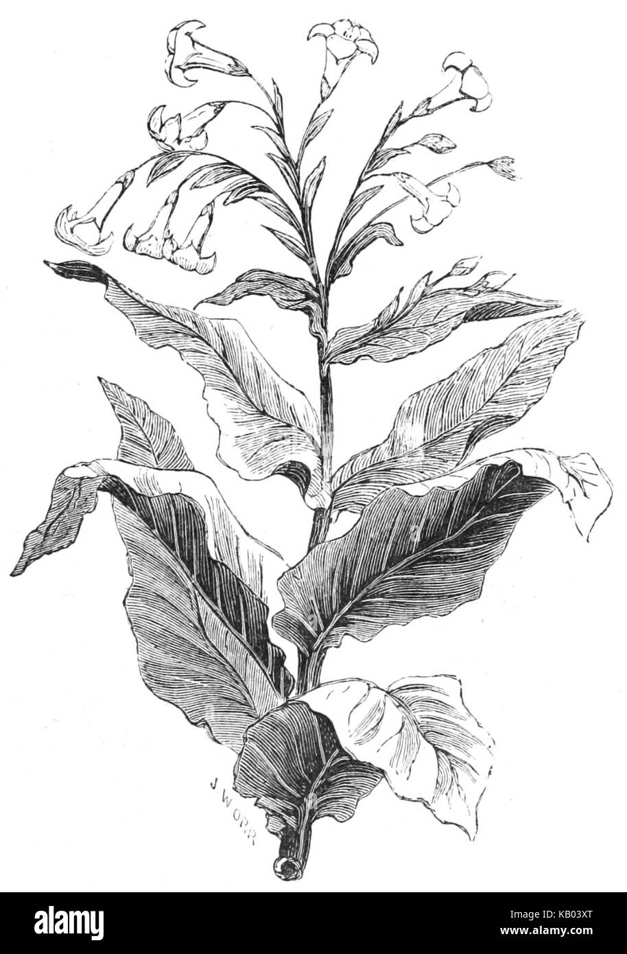 can you grow tobacco in nebraska Tobacco plant height for a 6-foot-tall person