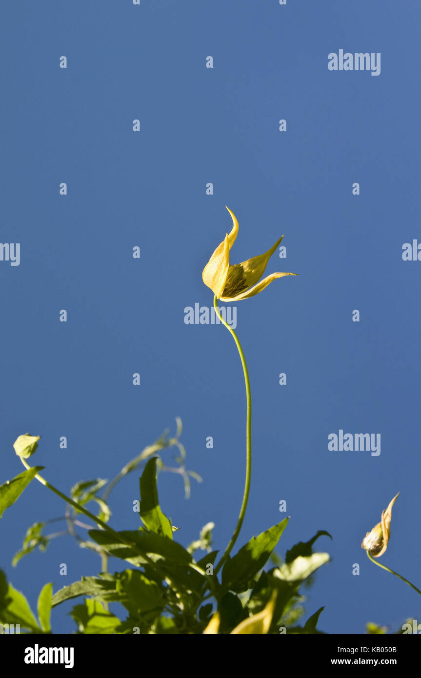 Botany, forest vine, instinct, blossom, blue sky, medium close-up, Stock Photo