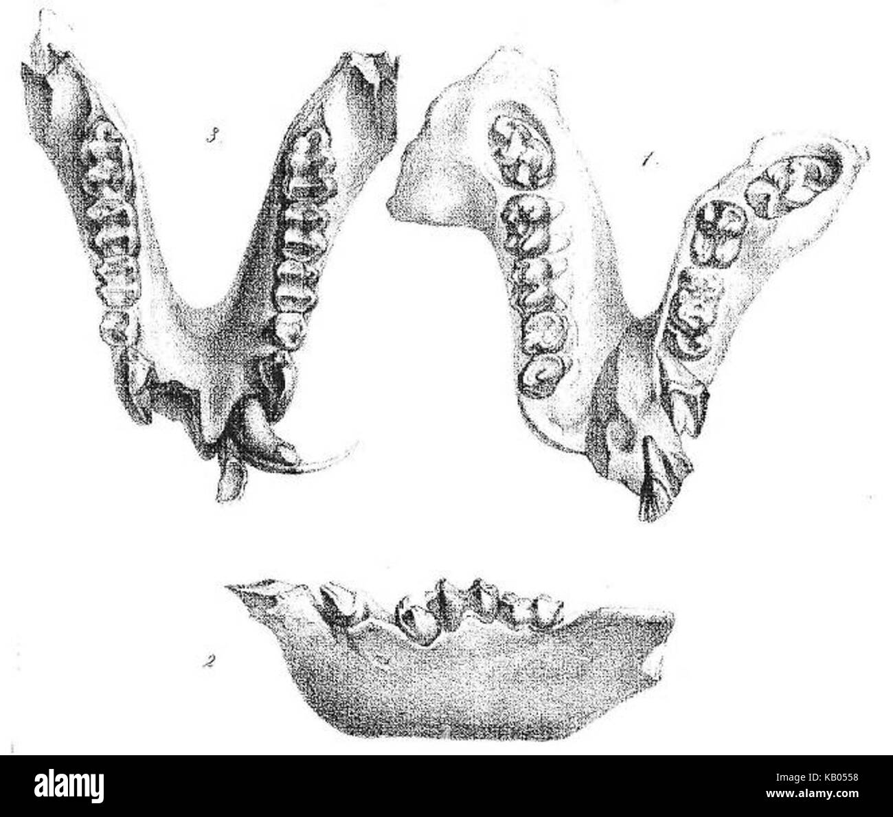 The type specimens of Oreopithecus bambolii Gervais 1872 from Montebamboli  Stock Photo - Alamy