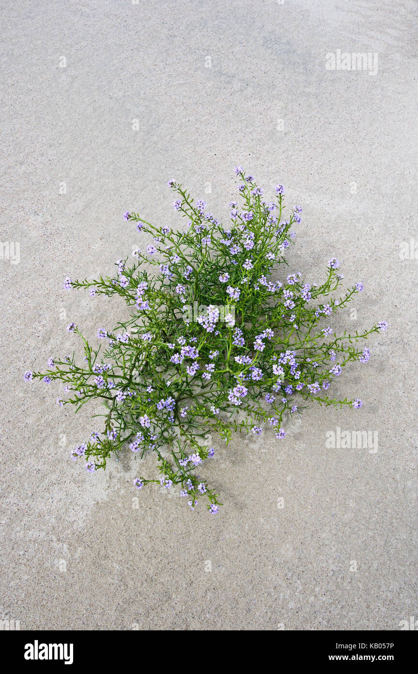 Botany, plant in Sand, Stock Photo