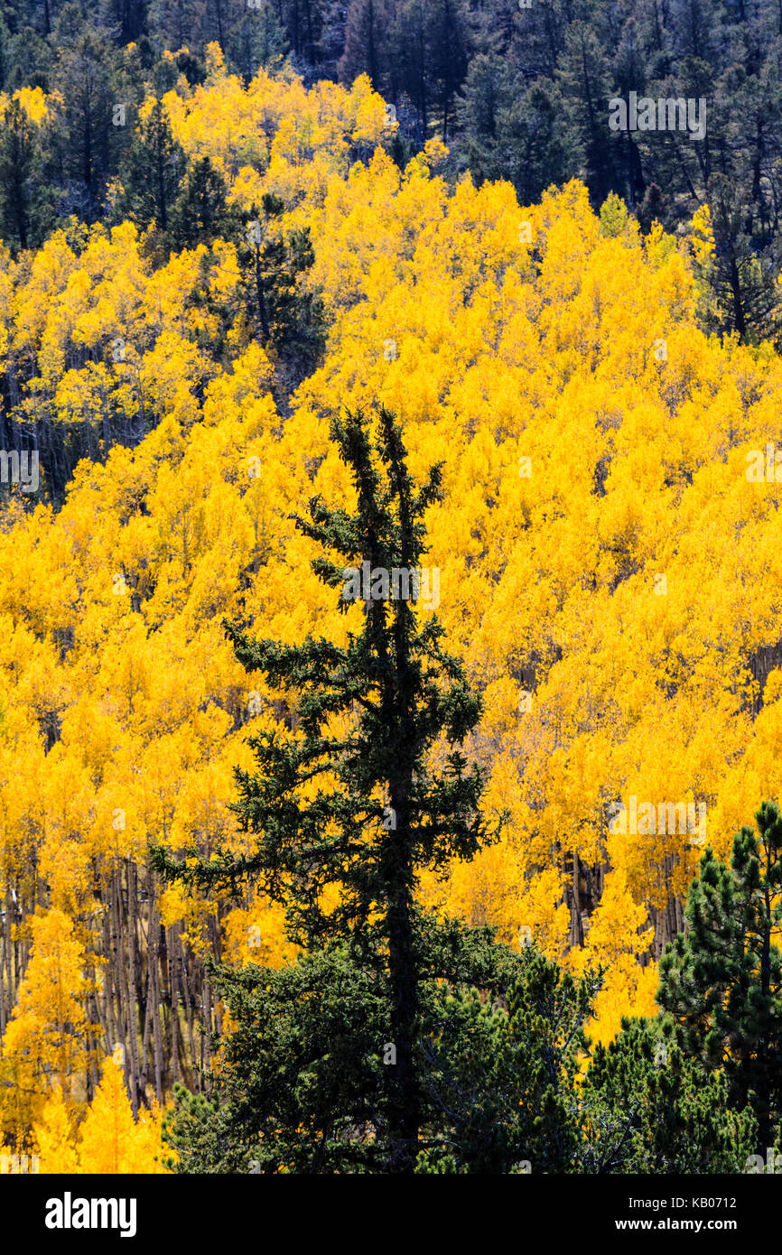 Fall foliage with autumn colors, Aspen trees, Aspen Ridge, Central Colorado, USA Stock Photo