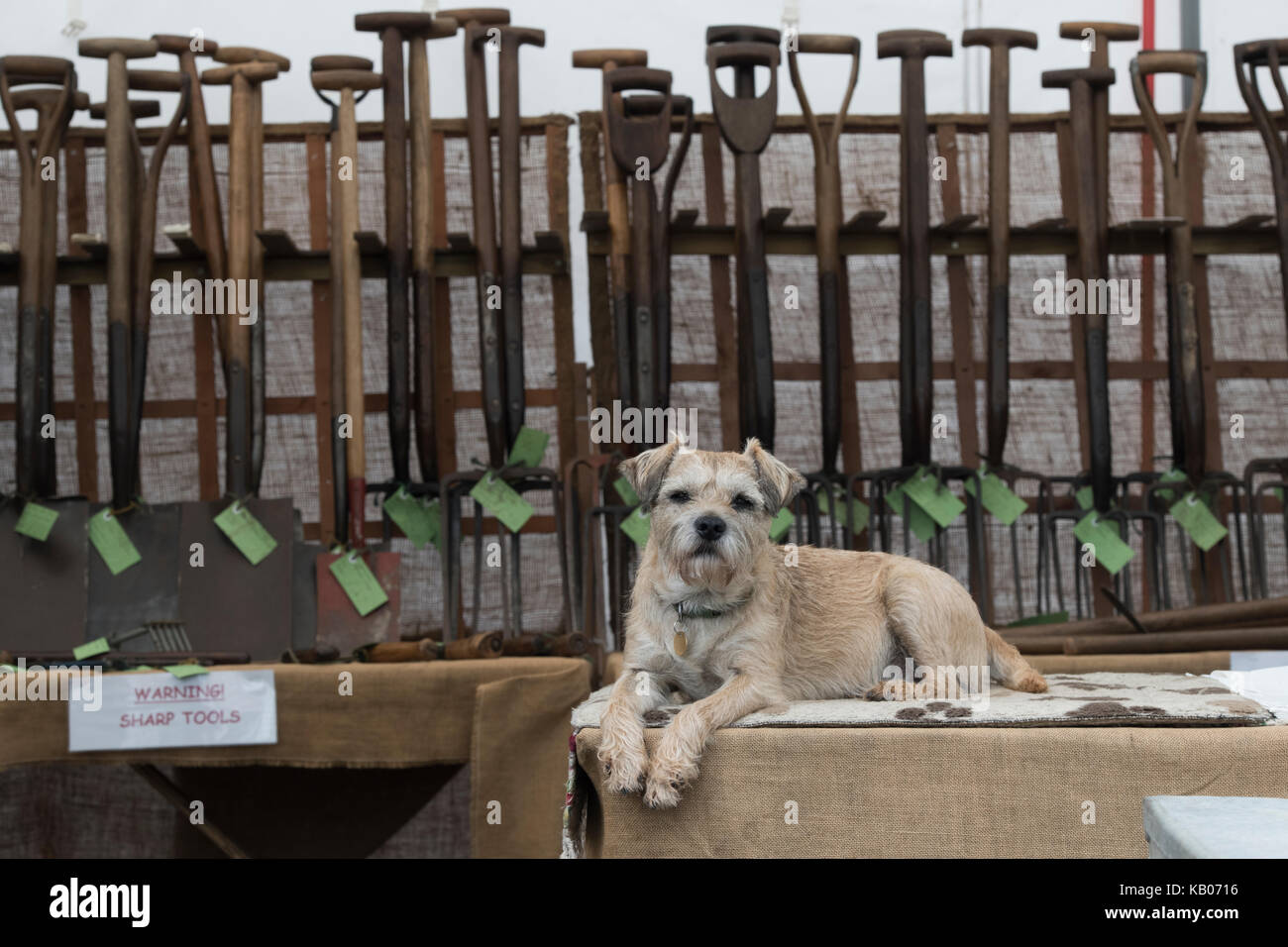 Border terrier dog sitting on a vintage garden tool stall at Malvern autumn show. Worcestershire, UK Stock Photo