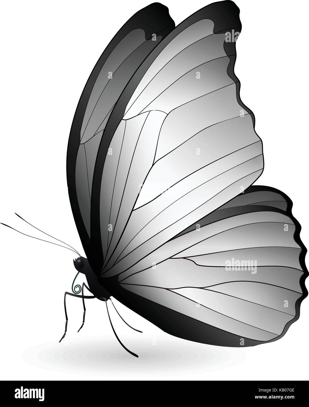 Beautiful butterfly isolated on a white background Stock Vector Image ...