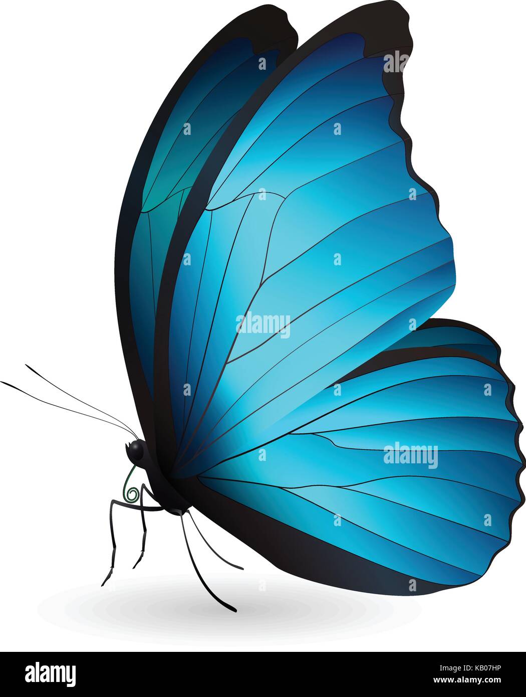 Beautiful butterfly isolated on a white background Stock Vector Image ...