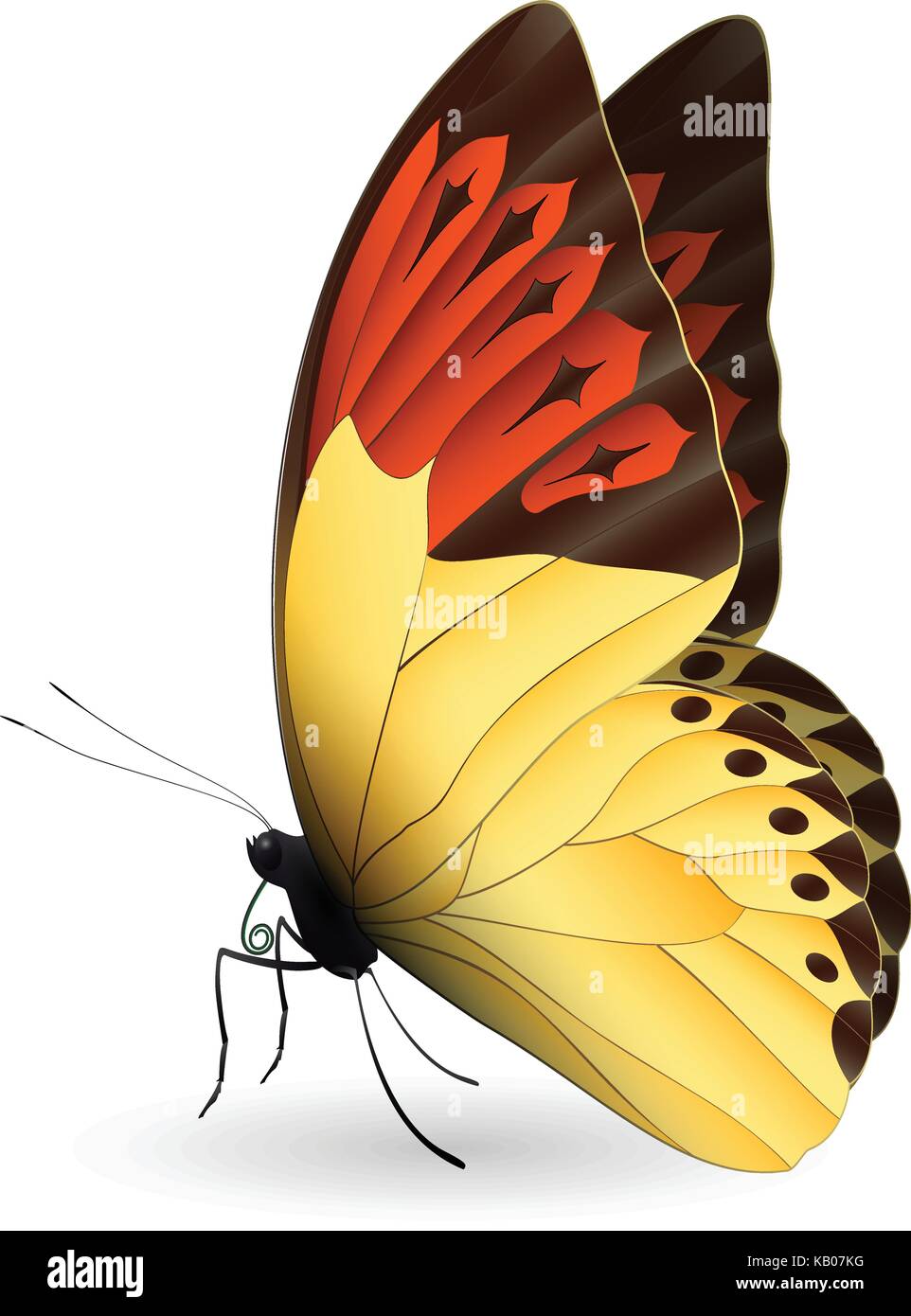 Beautiful butterfly isolated on a white background Stock Vector Image ...