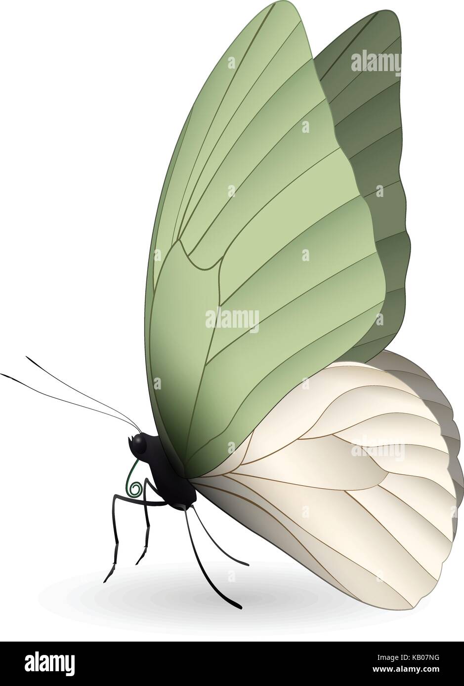 Beautiful butterfly isolated on a white background Stock Vector Image ...