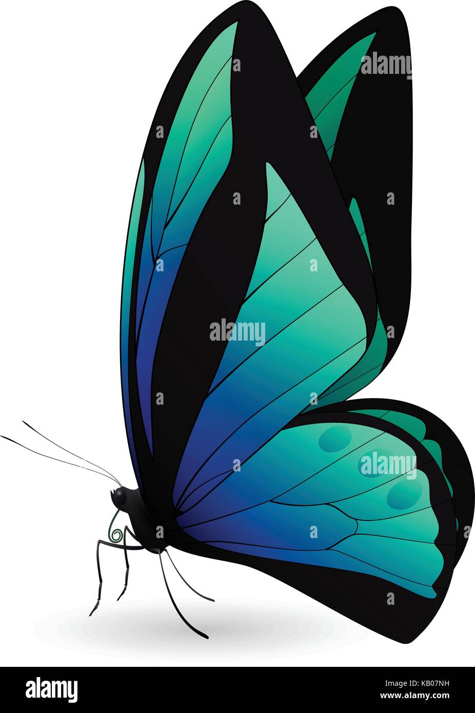 Beautiful butterfly isolated on a white background Stock Vector Image ...