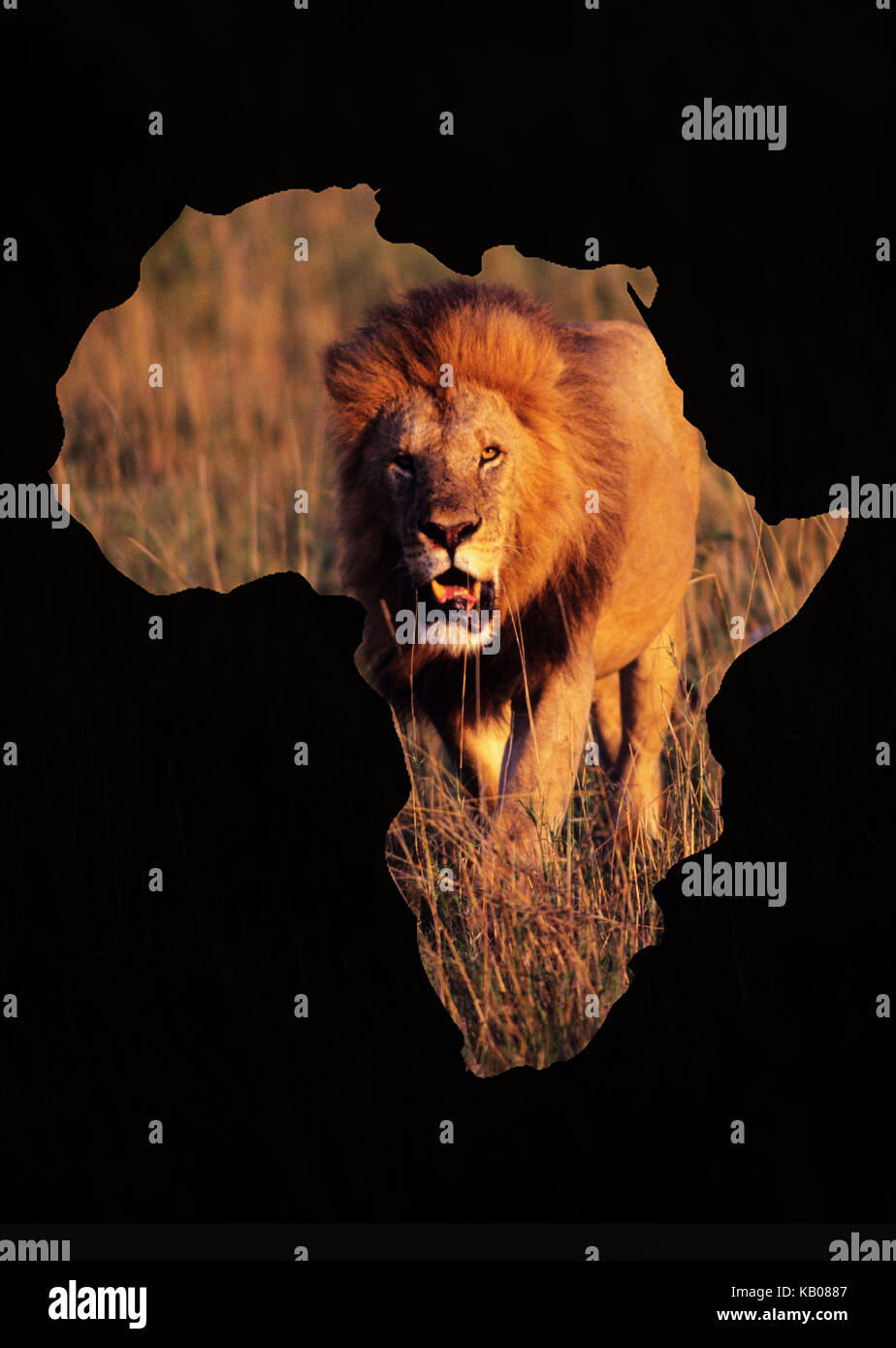Lion (Panthera leo) on the African map, Masai Mara, Kenya Stock Photo
