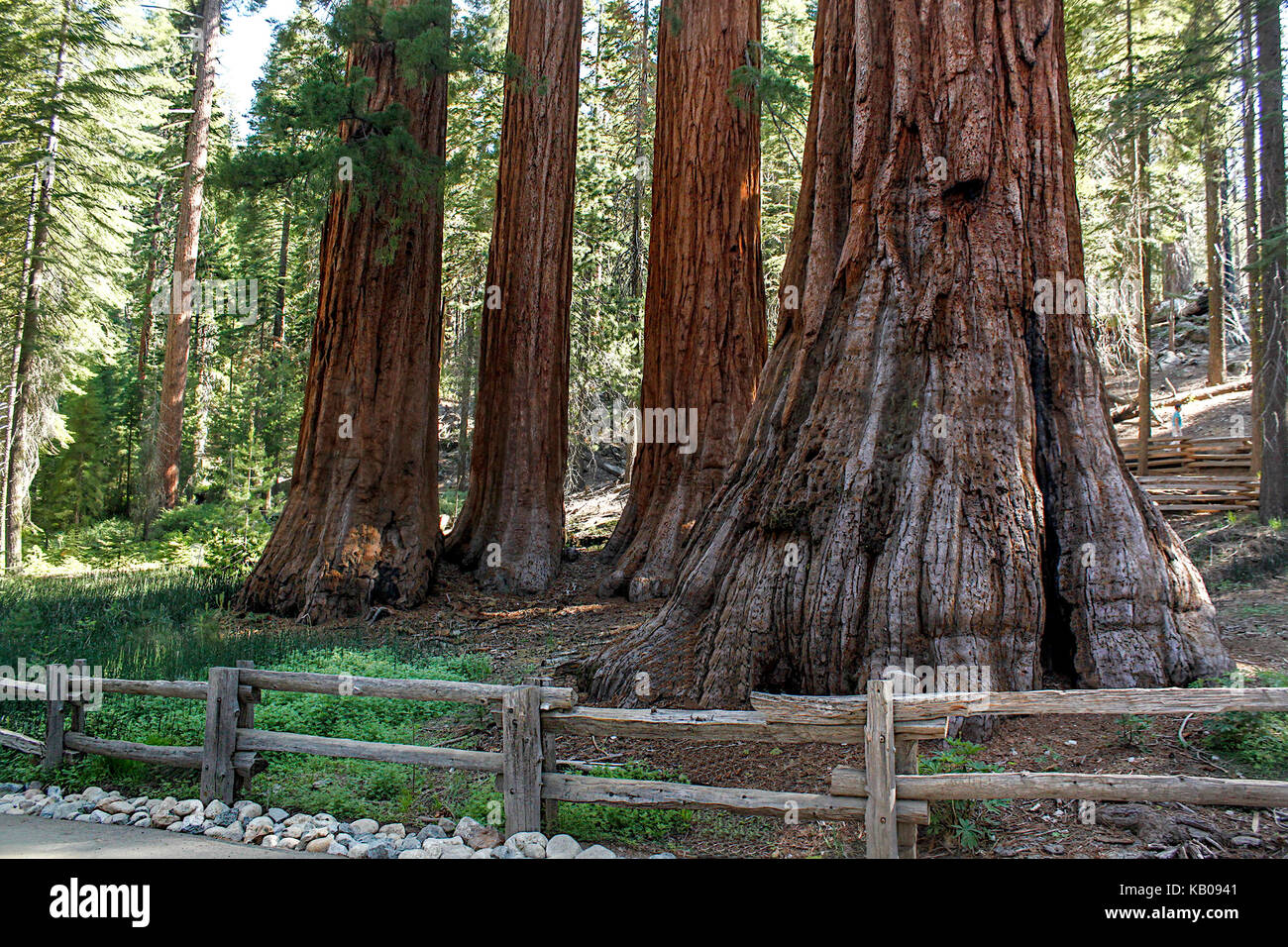 Bachelor and three Graces in the Grove at the Mariposa Grove of Big