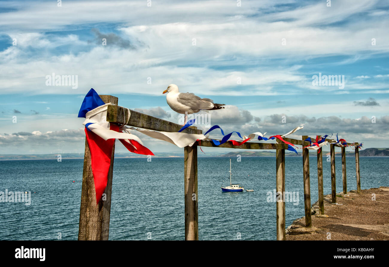 European Herring Gull, also known as a Seagull perched on a railing, looking out to sea in Clovelly Harbour, North Devon, England, Europe. Stock Photo