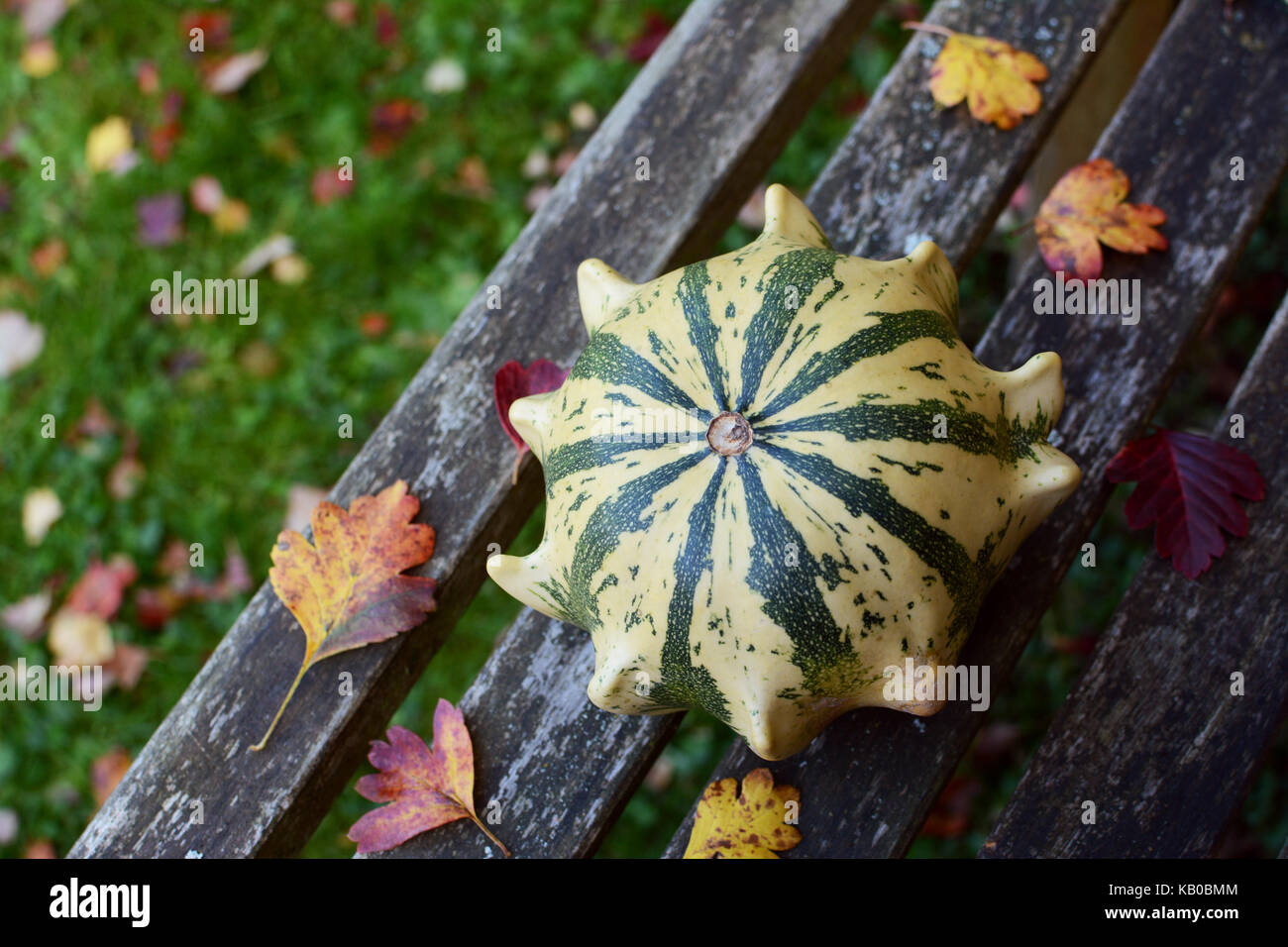 Striped Crown of Thorns ornamental gourd among fall leaves on a rustic wooden garden bench with copy space Stock Photo
