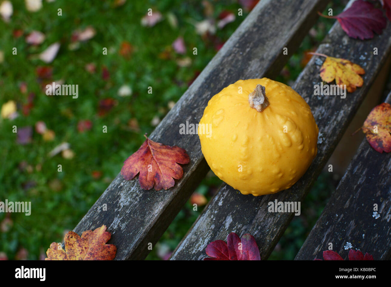 Warty round yellow ornamental gourd on a rustic wooden bench in a fall garden, with copy space Stock Photo