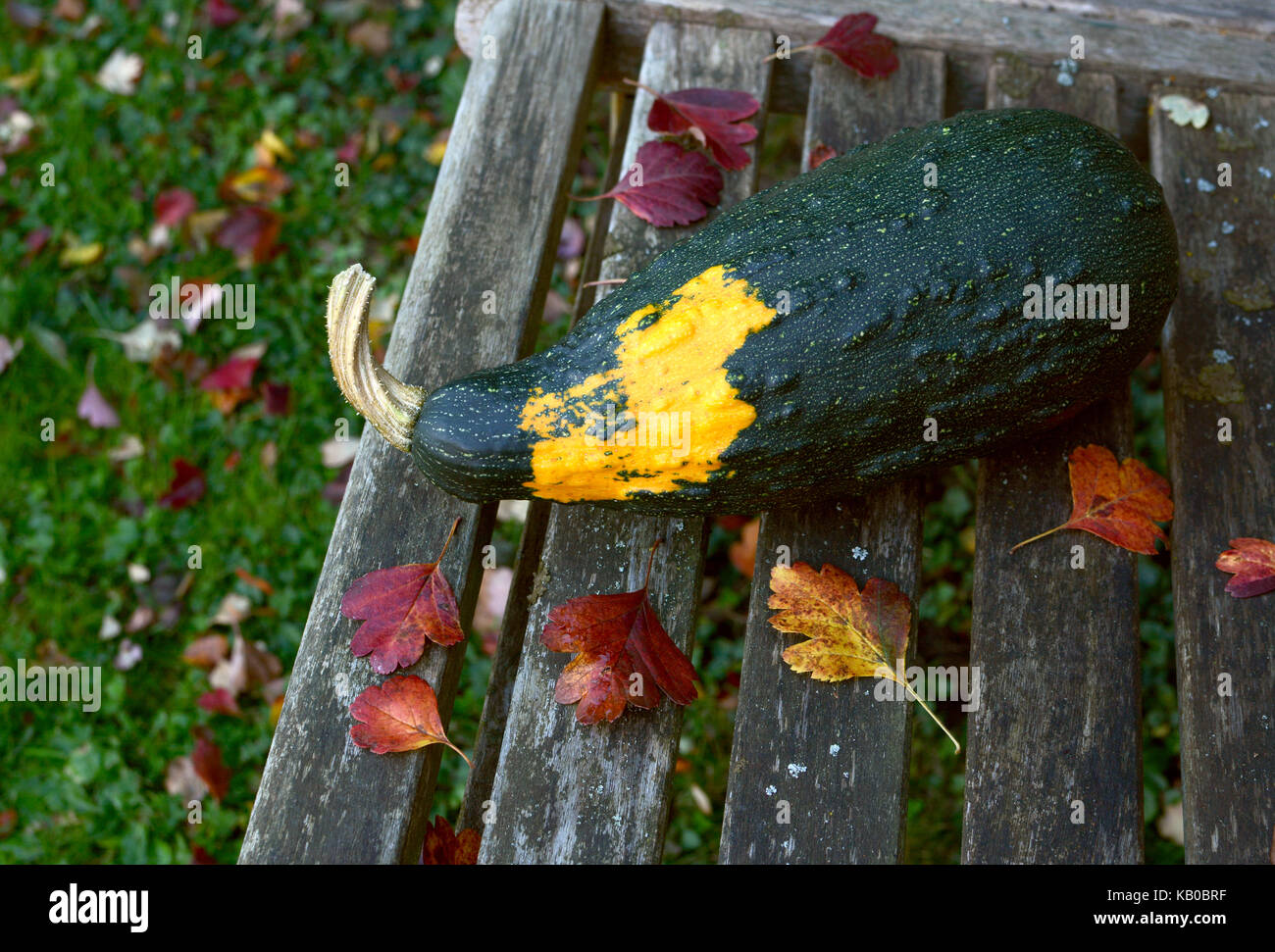 Large dark green ornamental gourd with a yellow patch lies on a bench littered with fall leaves, with copy space Stock Photo