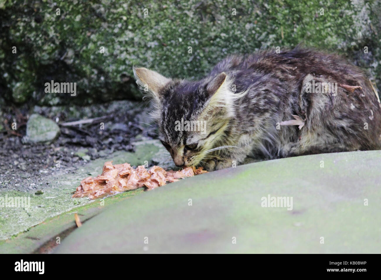 homeless exhausted kitten eats feed on the street Stock Photo Alamy