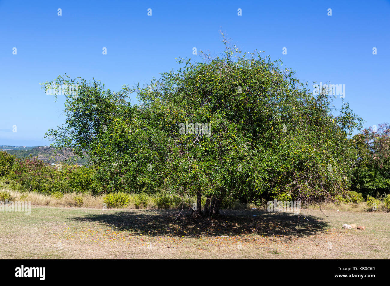 Antigua.  Dum Tree, Ziziphus Jujuba, aka Chinese Date, Korean Date, Indian Date. Stock Photo