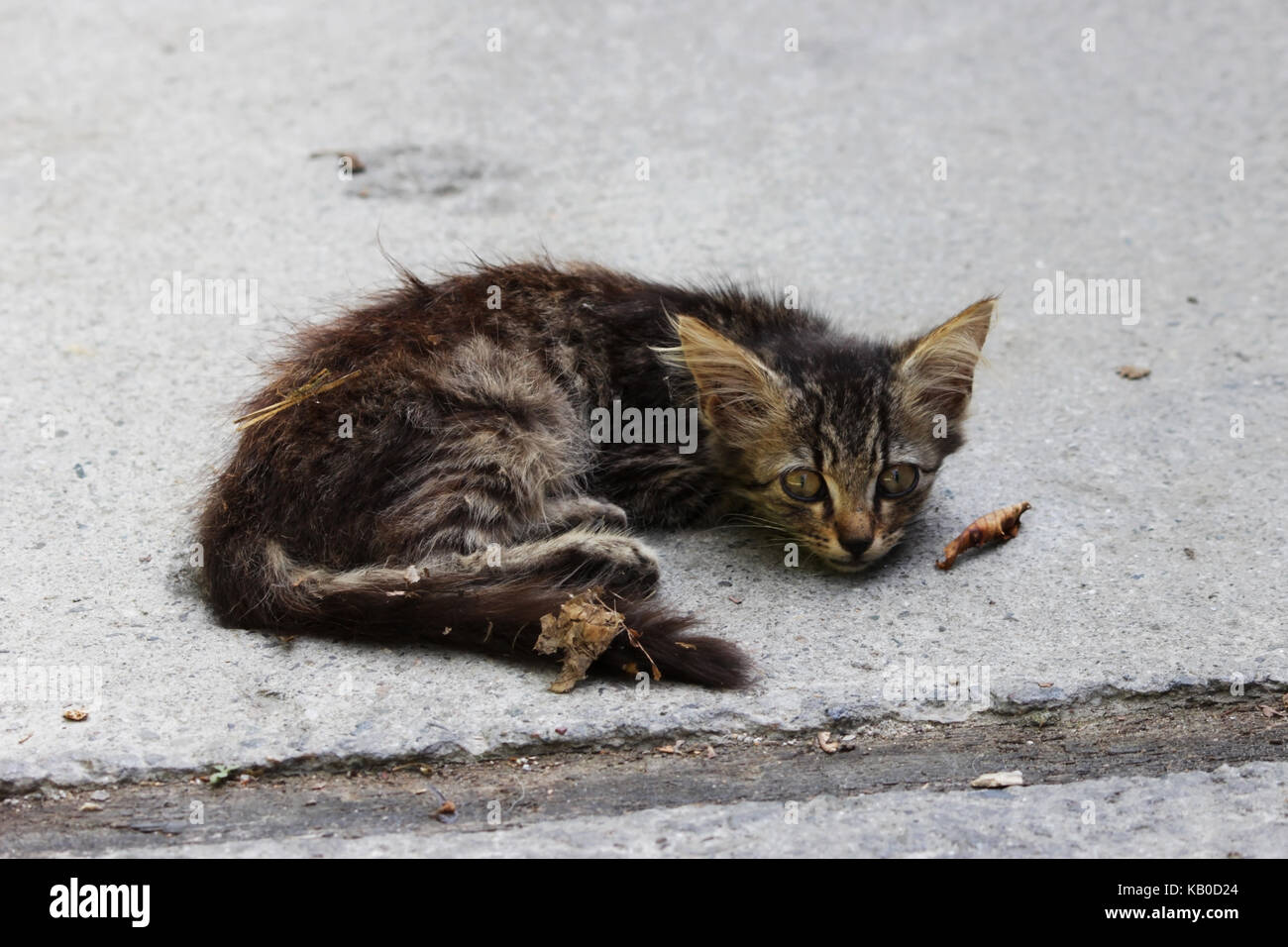 alone homeless, exhausted kitten on the street Stock Photo Alamy