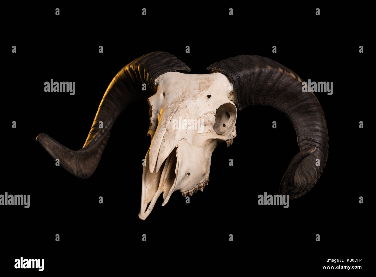 Ram skull with horns, isolated on black background Stock Photo