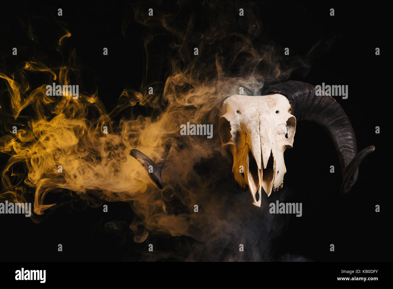 Ram skull with horns and yellow smoke, Halloween theme Stock Photo