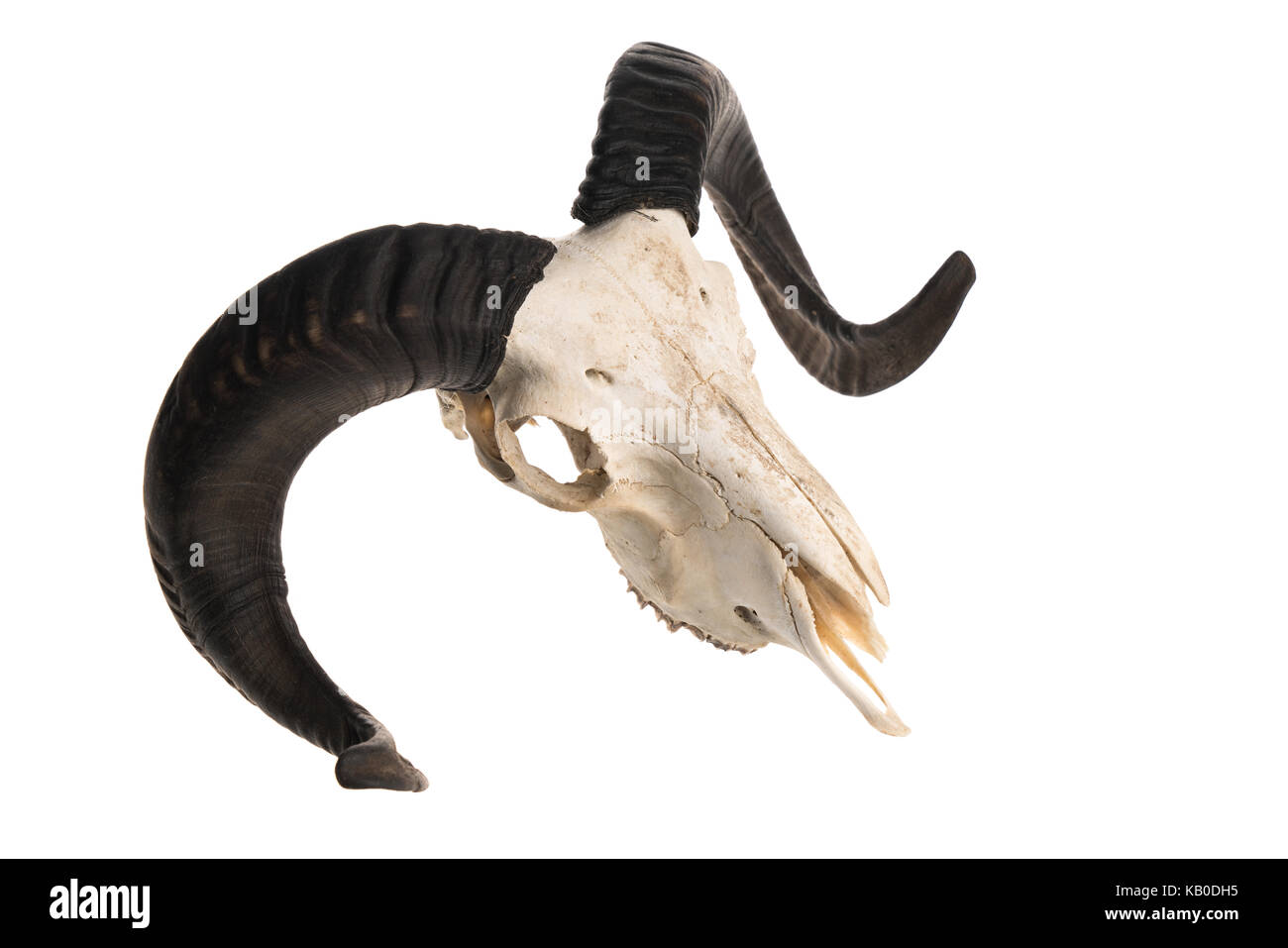 Top view of a ram skull with horns, studio shot isolated on white background Stock Photo