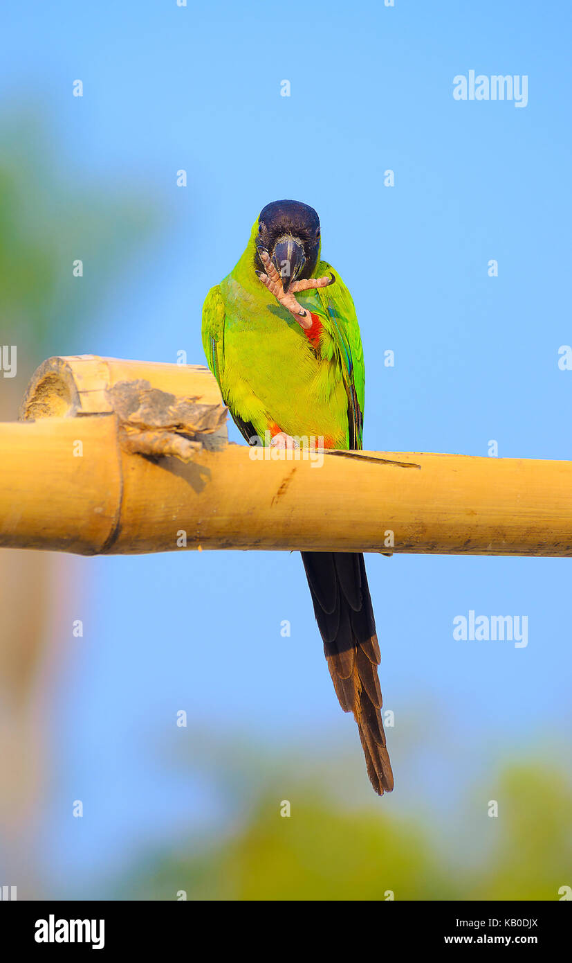 Green parakeet with a black hood on the head and red stripe on legs