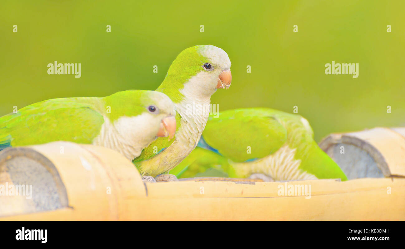 Green parakeet known as Caturrita in Brazil. Bird with green feathers, white belly, orange beak and some vibrant blue feathers on wings. Photo taken i Stock Photo