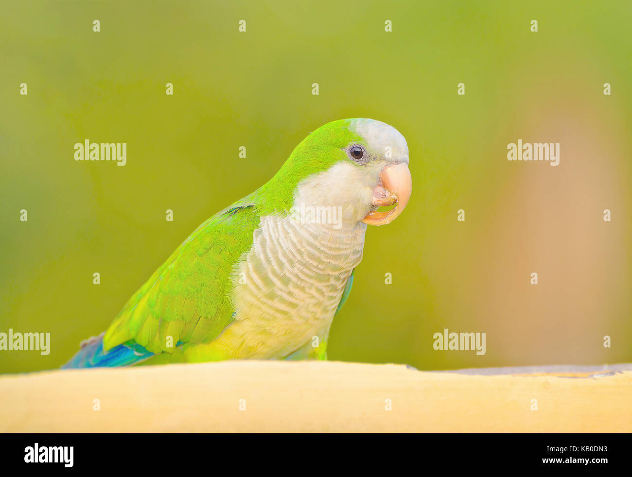 Green parakeet known as Caturrita in Brazil. Bird with a long curved deformed beak, green feathers, white belly, orange beak and some vibrant blue fea Stock Photo