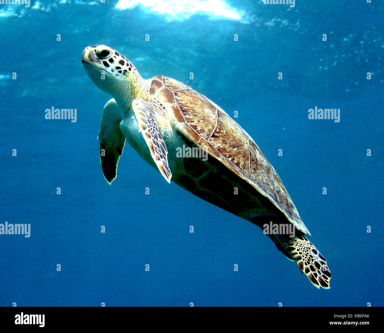 Tropical Sea Turtle Stock Photo