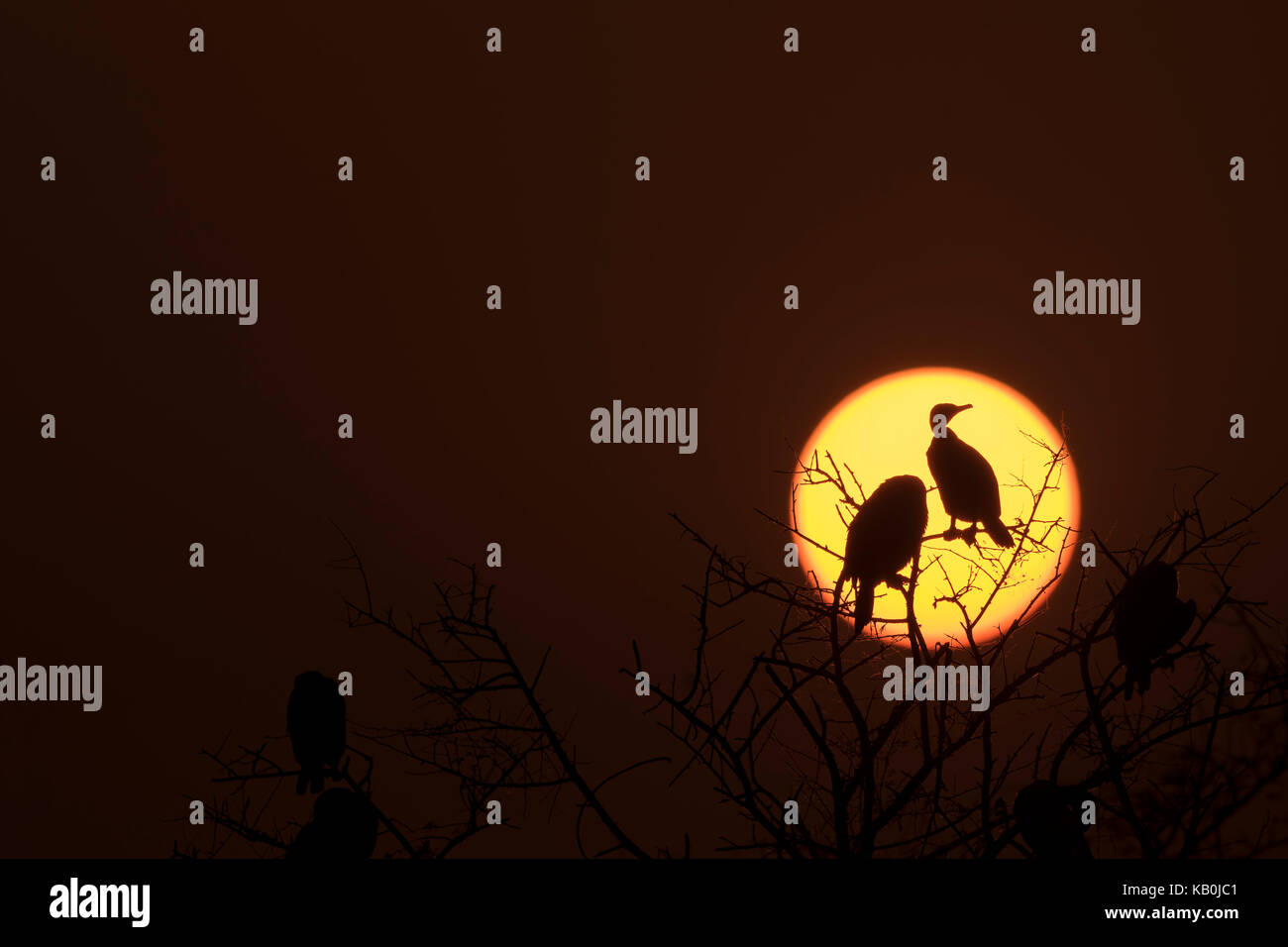 Cormorants sitting on a tree with sunset in the background Stock Photo
