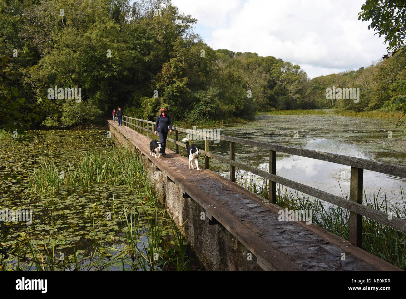 Bosherton Lily Ponds, Stackpole Estate, Pembrokeshire National Park ...
