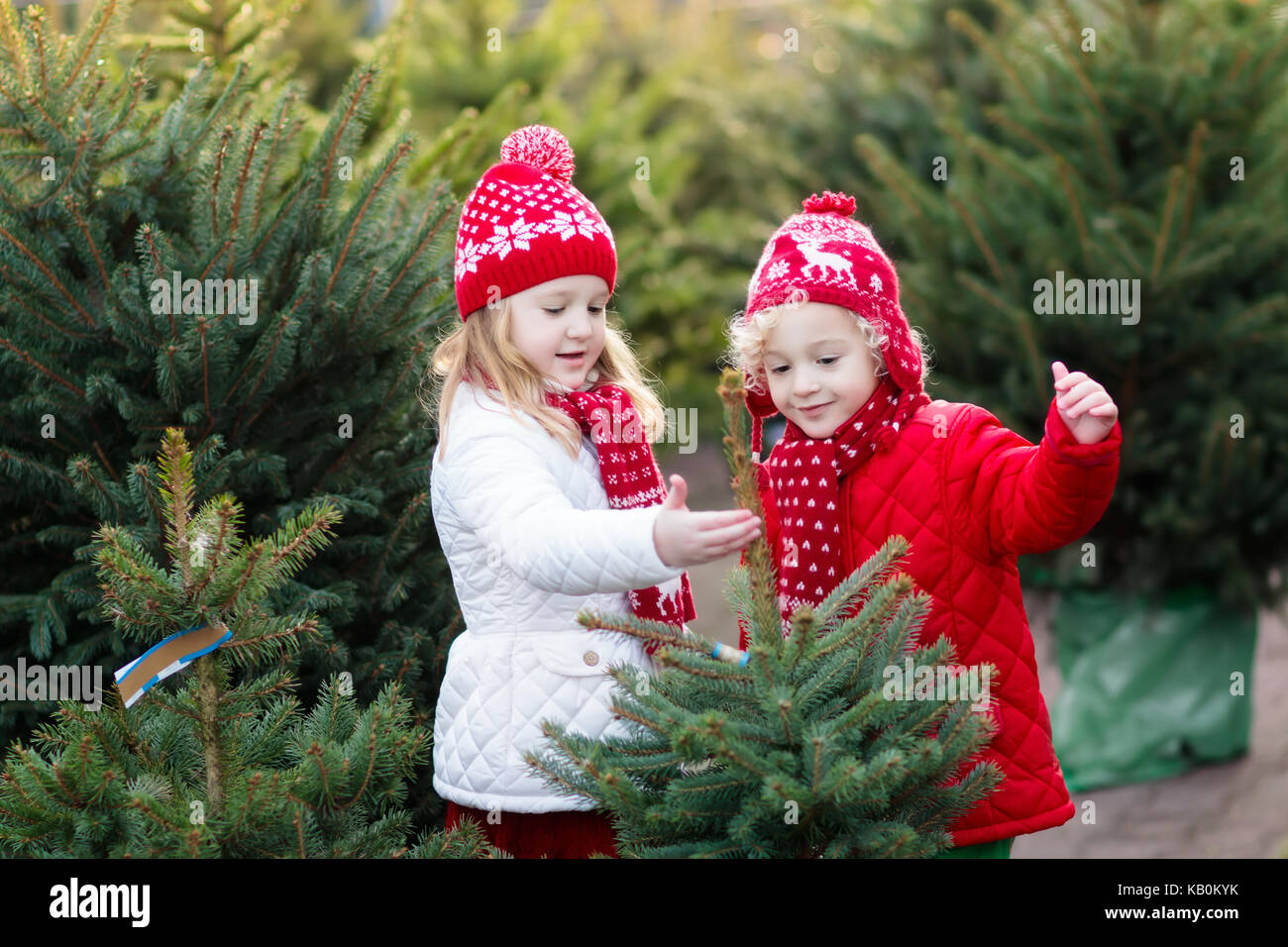 Family selecting Christmas tree. Kids choosing freshly cut Norway Xmas tree at outdoor lot. Children buying gifts at winter fair. Boy and girl shoppin Stock Photo