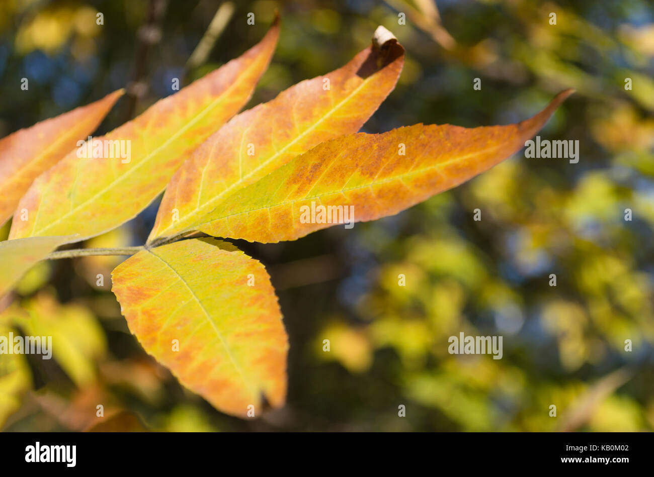 yellowed fall leaf Stock Photo - Alamy
