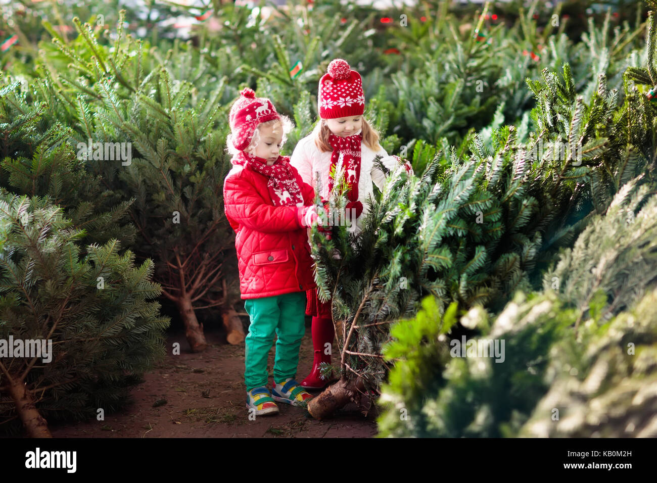 Family selecting Christmas tree. Kids choosing freshly cut Norway Xmas tree at outdoor lot. Children buying gifts at winter fair. Boy and girl shoppin Stock Photo