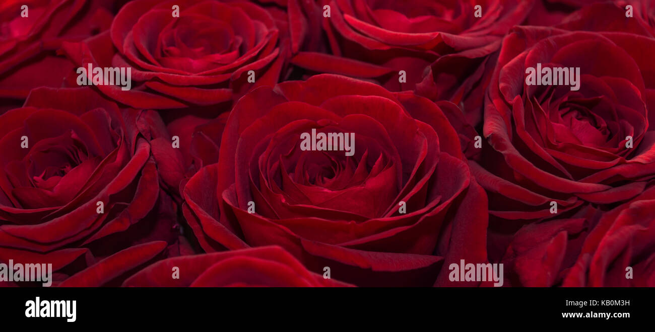 horizontal banner of red roses Stock Photo