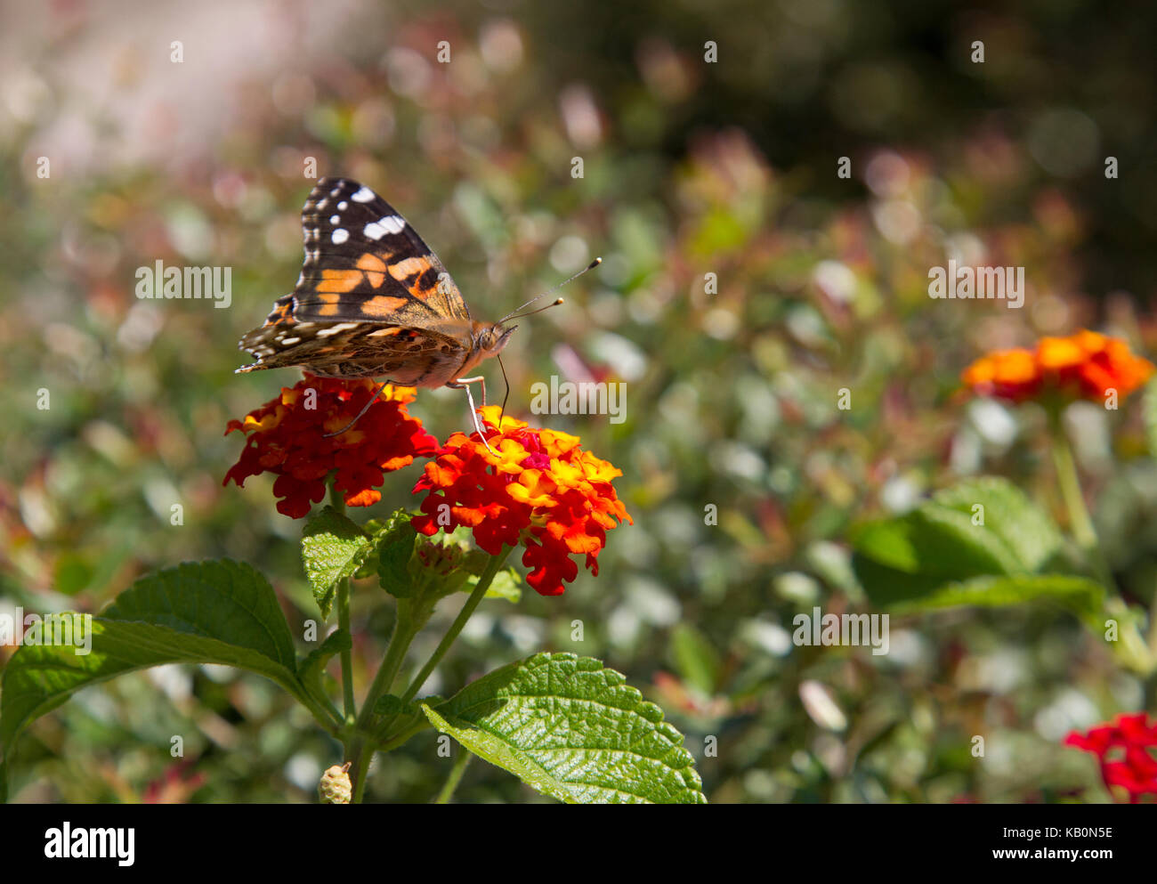 American Lady Butterfly on Red Flower Stock Photo