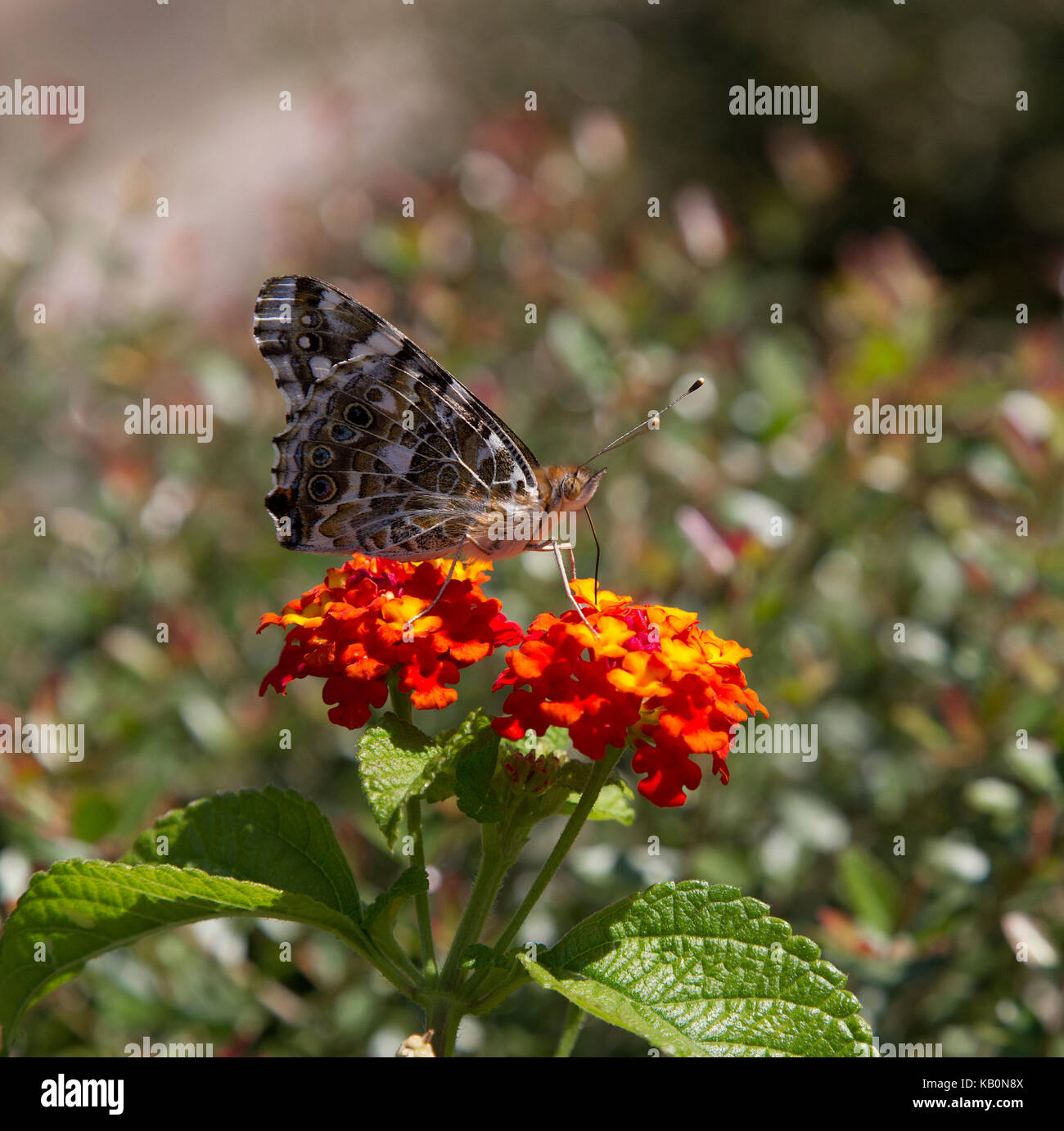 American Lady Butterfly on Red Flower Stock Photo