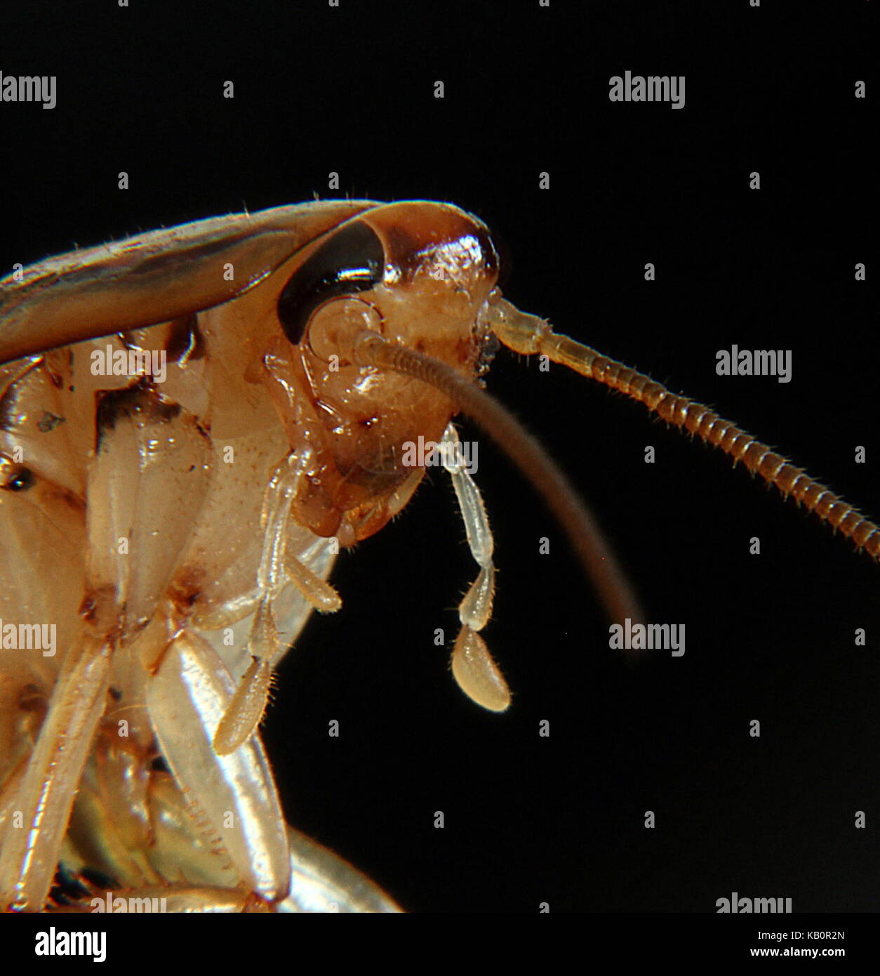 Close-up portrait of a cockroach (macro photography) Stock Photo