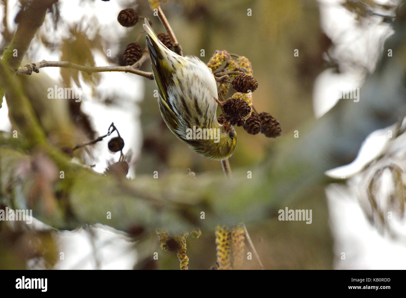 Eurasian Siskin  (Spinus spinus) female feeding on Alder cones Stock Photo