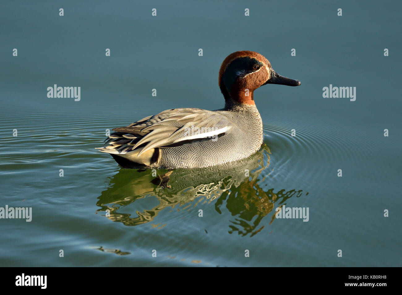 Eurasian Teal (Anas crecca) on water Stock Photo