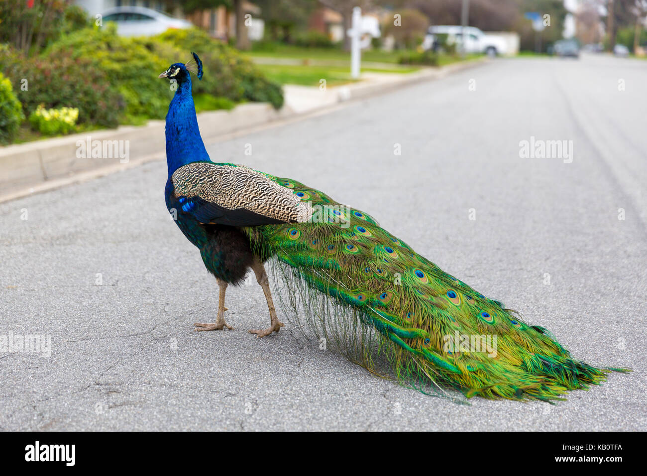 Peacock crossing the road Stock Photo