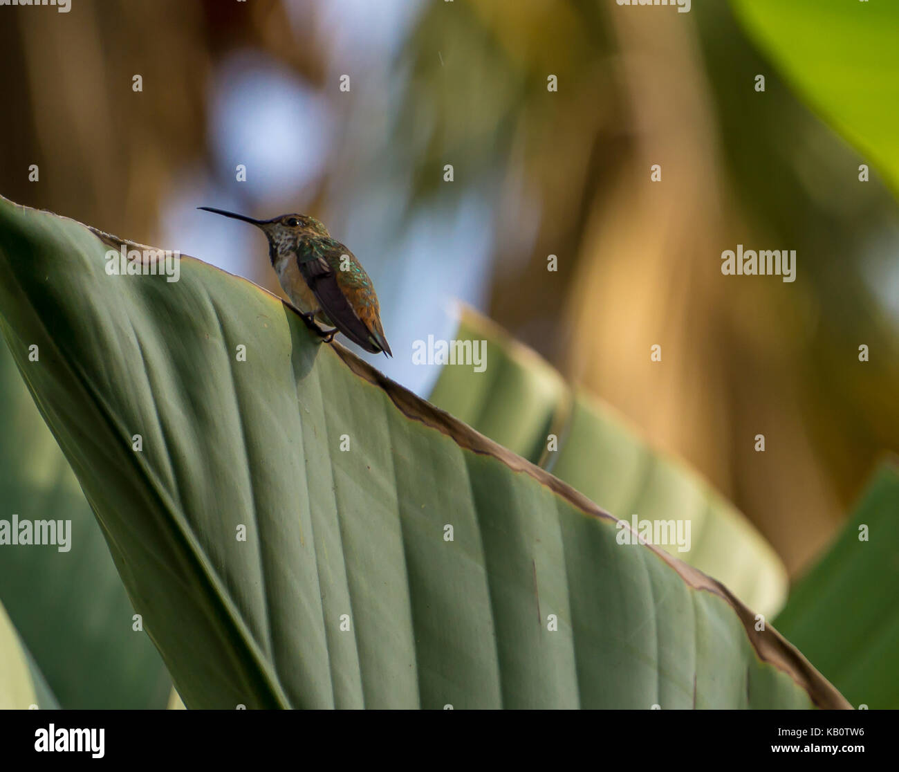 Hummingbird on banana plant leaf Stock Photo