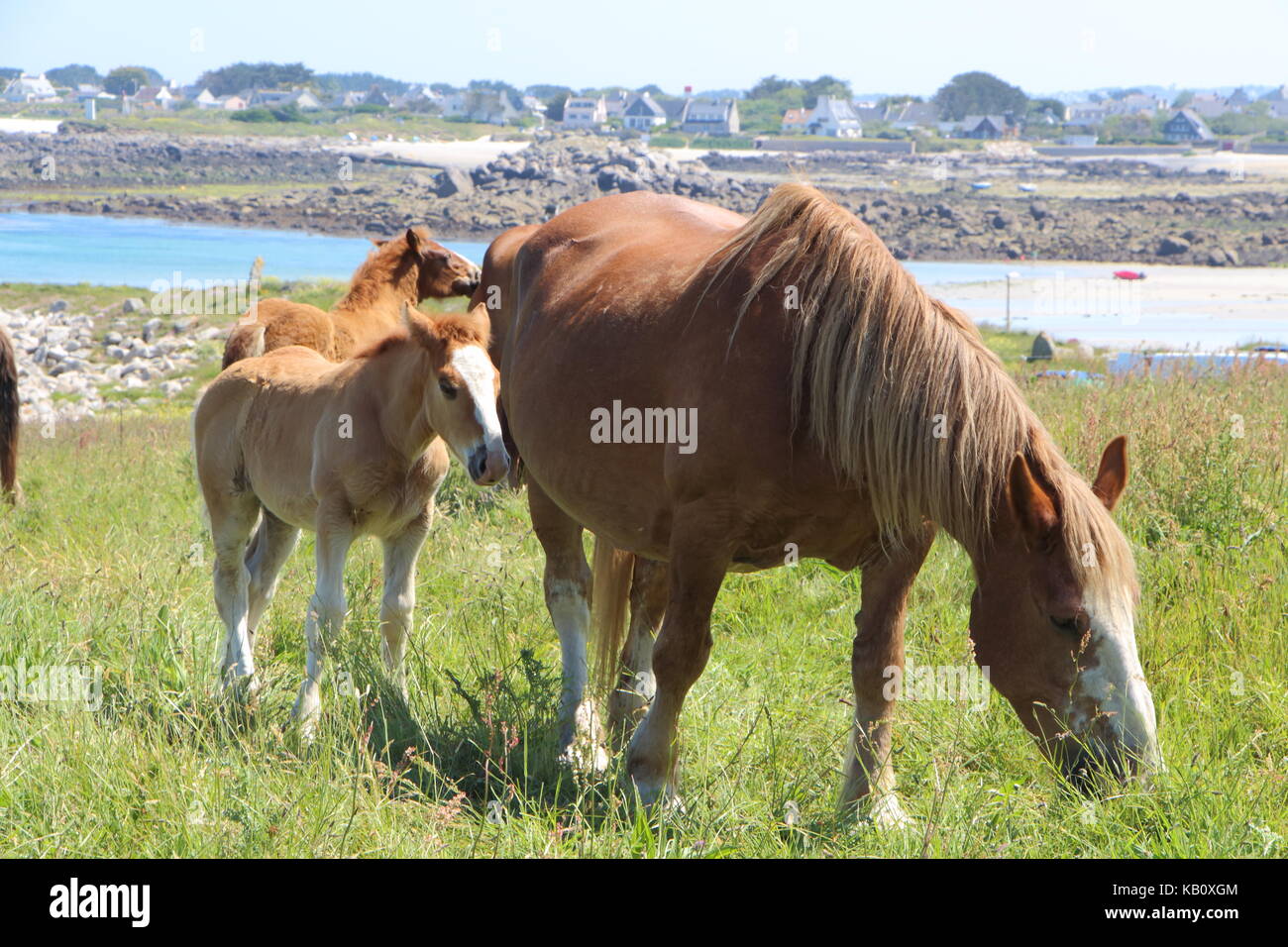 Trait Breton mare and her foal in a field near the coast of Brittany Stock Photo