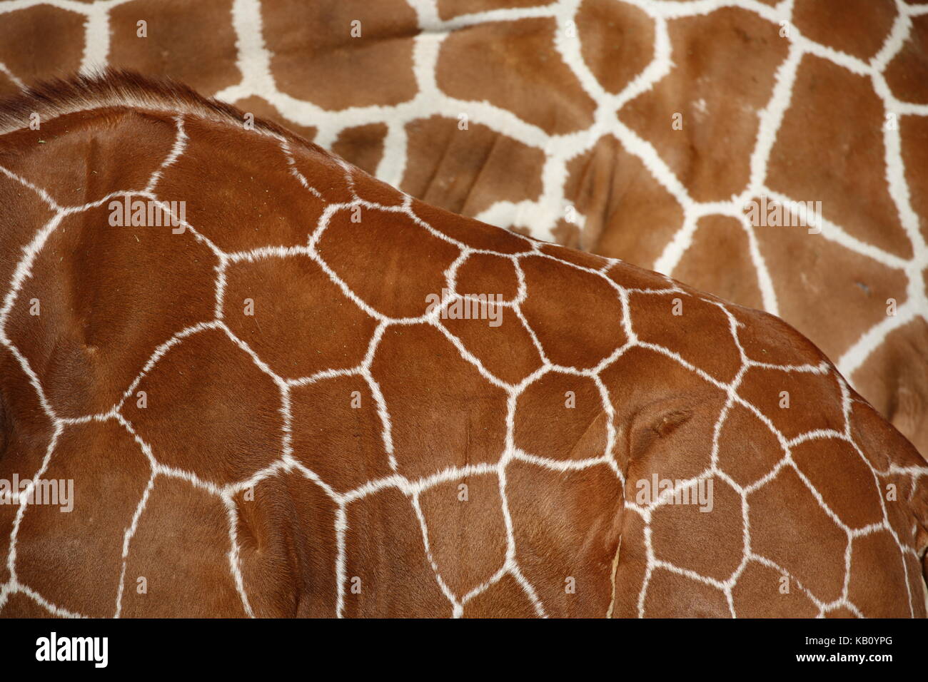 Giraffenmuster - background hintergrund - giraffes Stock Photo
