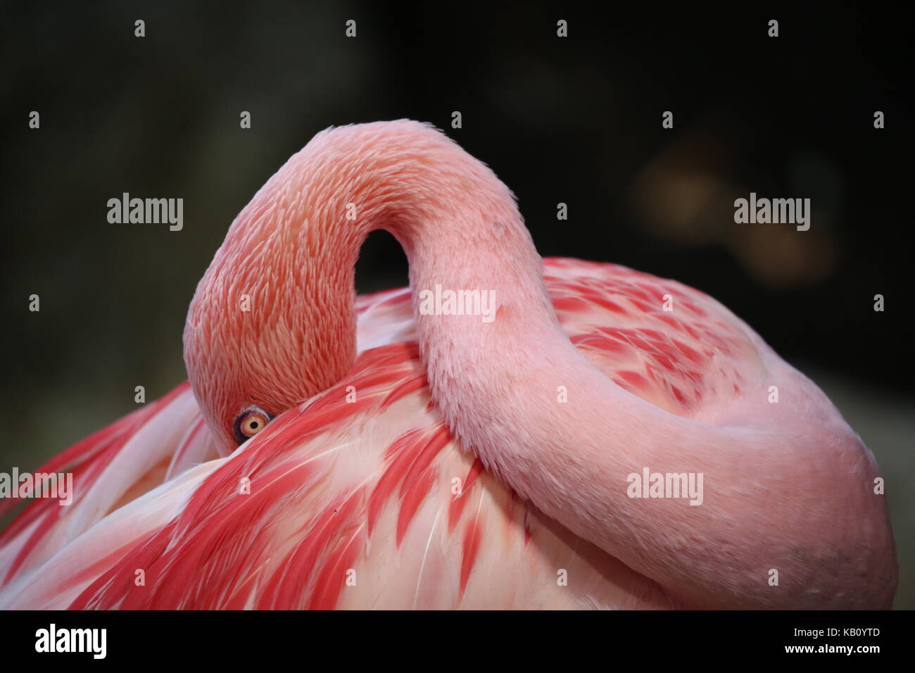 Flamingo pink color sleeping Stock Photo