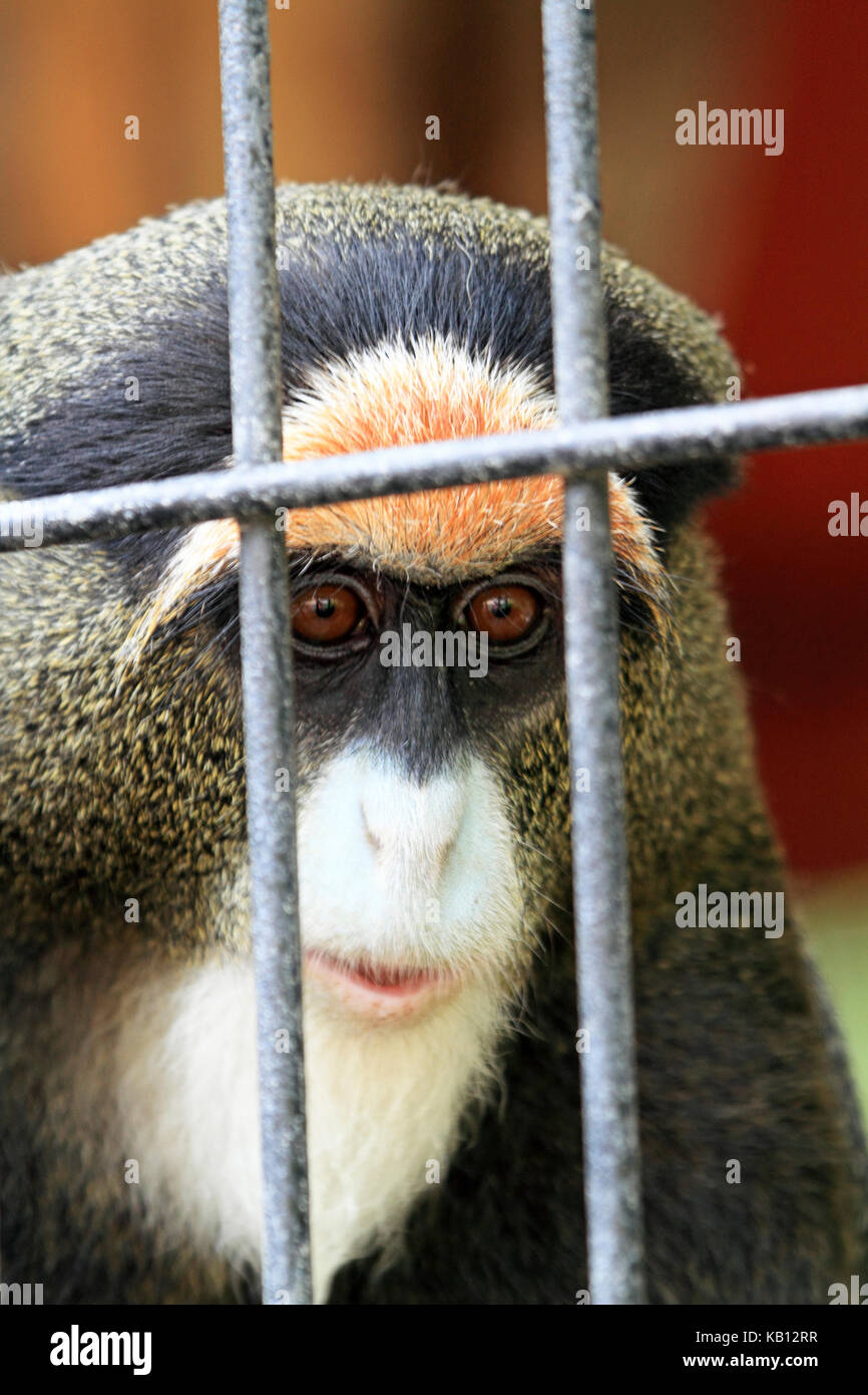 De Brazzas Monkey, Cercopothecus neglectus, Cape May County Zoo, NJ Stock Photo