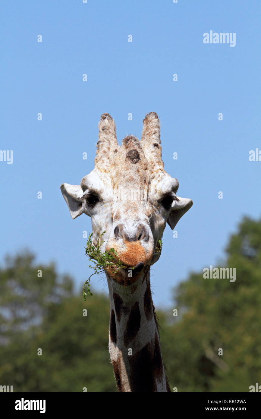 Reticulated Giraffe, Giraffa Camelopardalis reticulate, Cape May County Zoo, New Jersey, USA Stock Photo