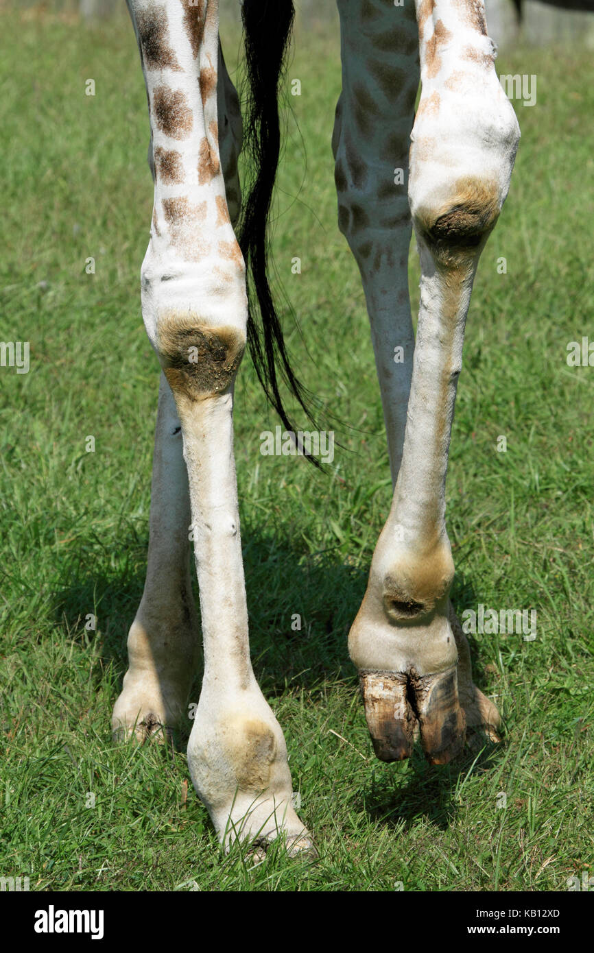 Reticulated Giraffe, Giraffa Camelopardalis reticulate, Cape May County Zoo, New Jersey, USA Stock Photo