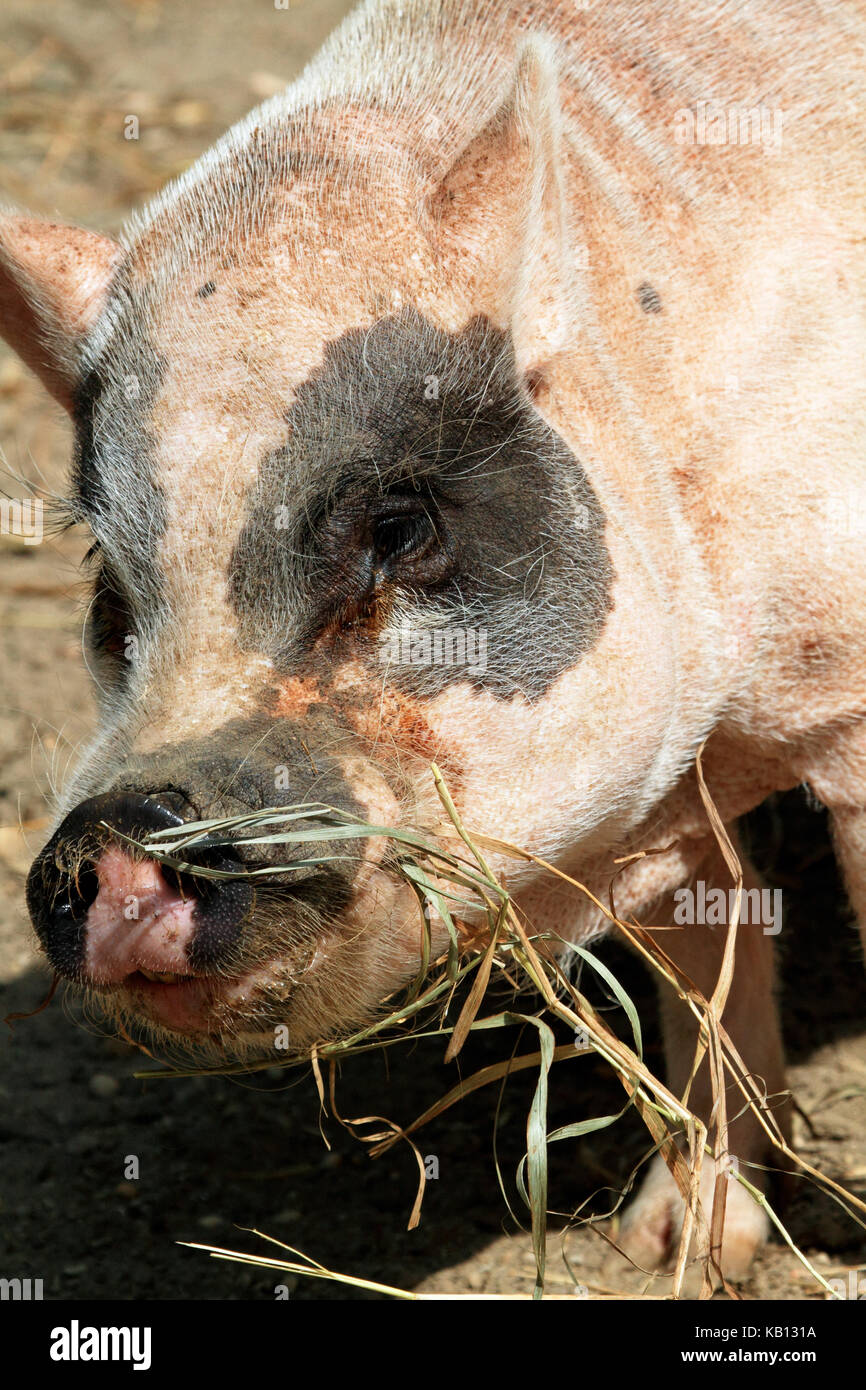 A closeup of a pig eating at the Cape May County Park and Zoo, New Jersey, USA Stock Photo